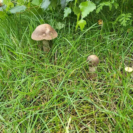 Morska Cisza * Pleśna