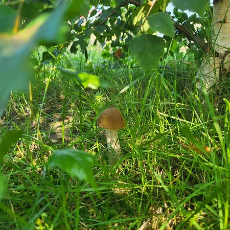 Morska Cisza Pleśna