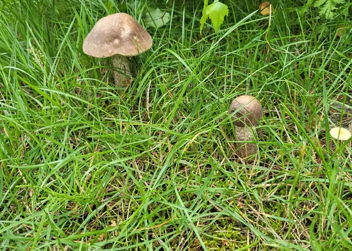 Morska Cisza * Pleśna