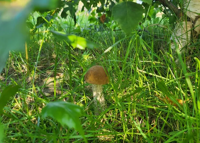 Morska Cisza Pleśna